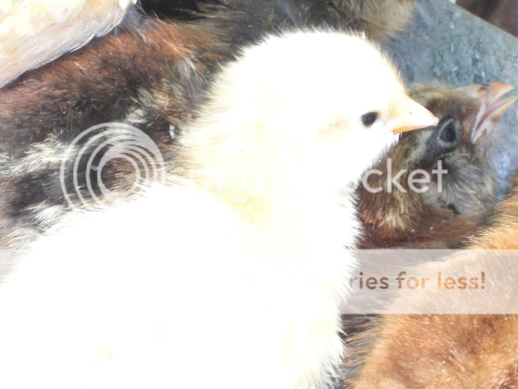 Baby chicks Baby chicks