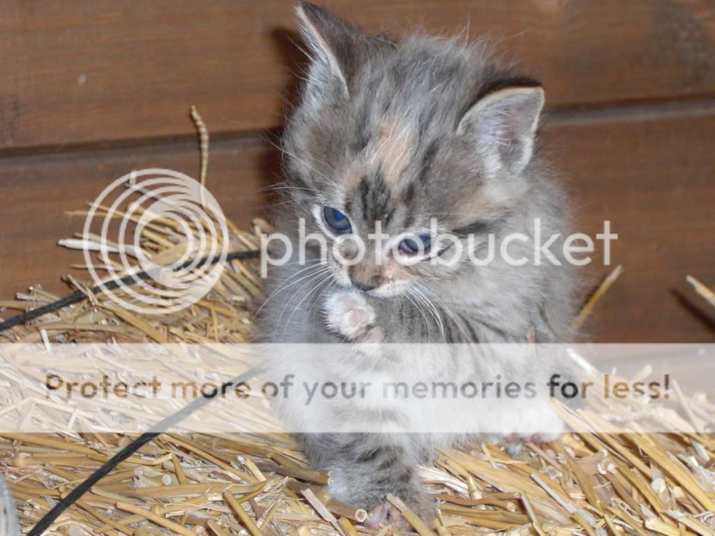 Barnyard kitten Wishes! Wishes the barnyard kitten!
