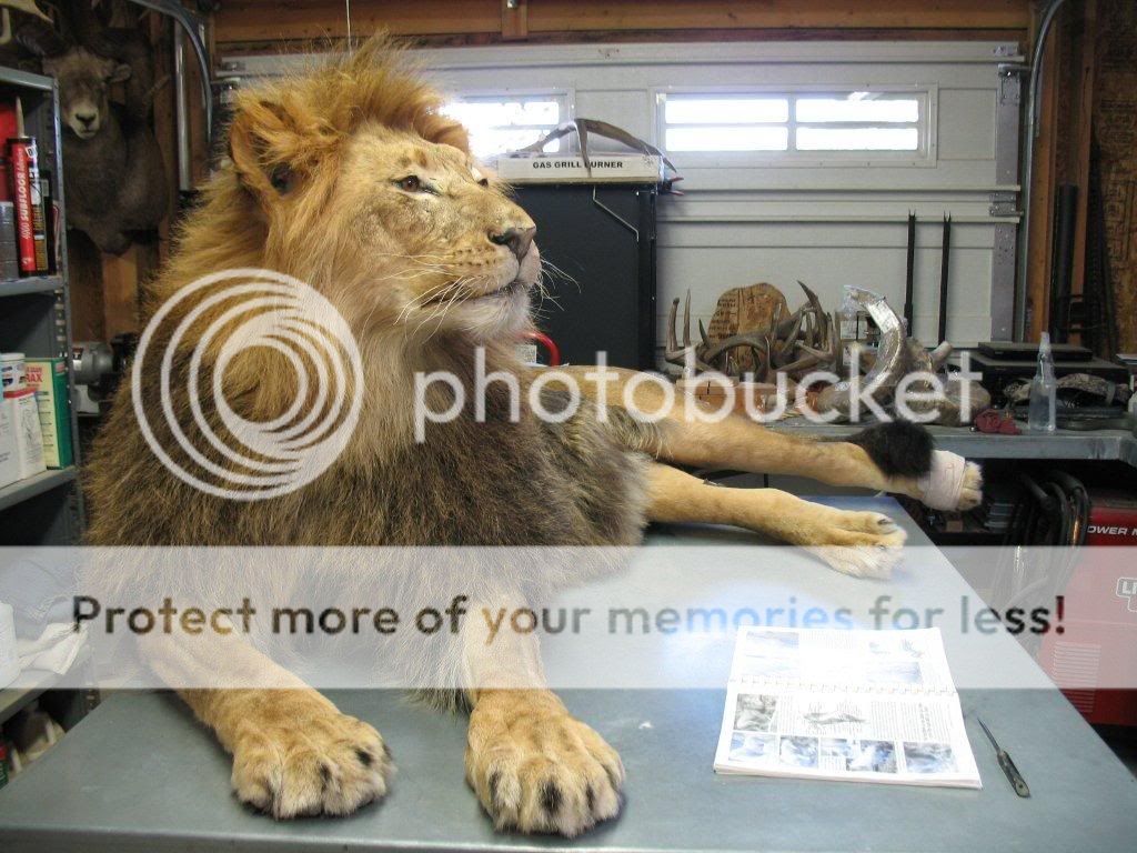 Taxidermy.Net Forum - Lion moun...