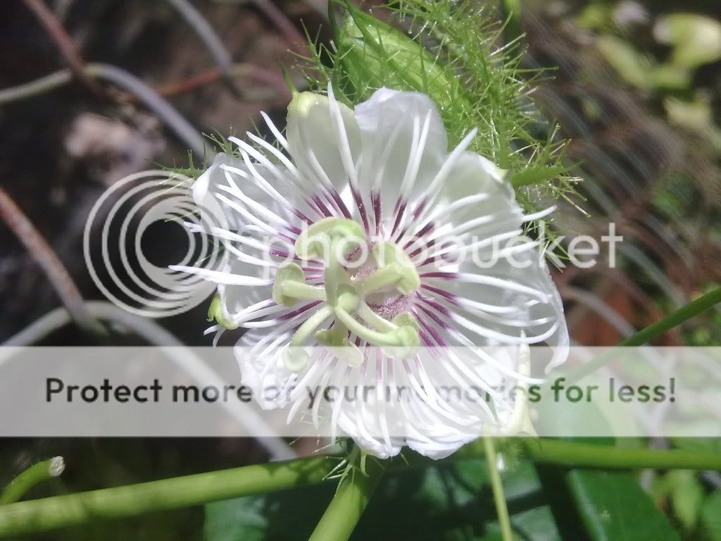 topic về những hình ảnh chụp bằng điện thoại di động - 2