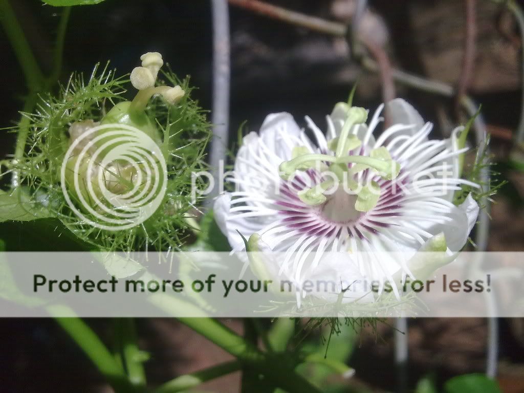 topic về những hình ảnh chụp bằng điện thoại di động - 3