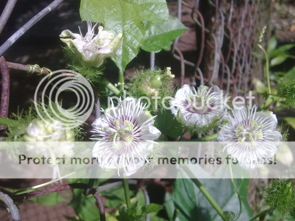 topic về những hình ảnh chụp bằng điện thoại di động - 4