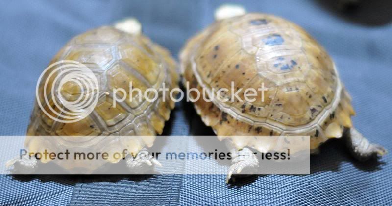 Chia sẽ cách nuôi rùa. - 1