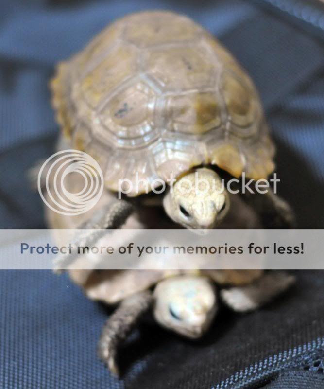 Chia sẽ cách nuôi rùa. - 2