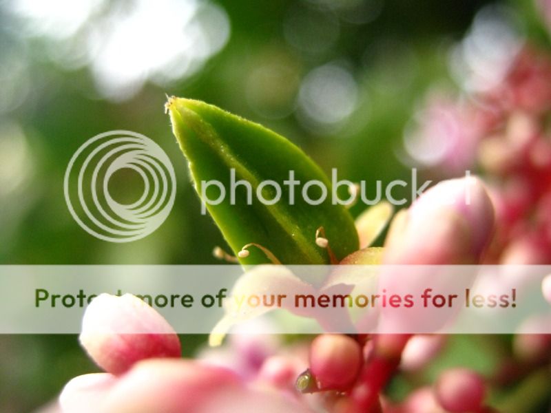 Starfruit flower Starfruit flower