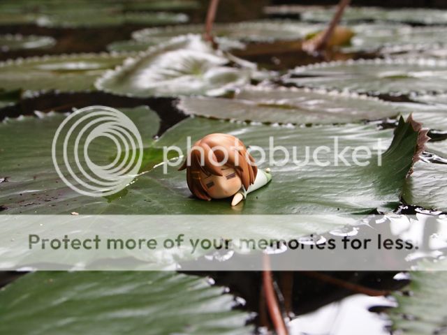 On Lotus leaf On Lotus leaf