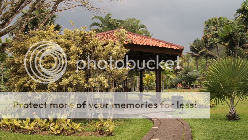 Gazebo dikelilingi pohon Gazebo dikelilingi pohon