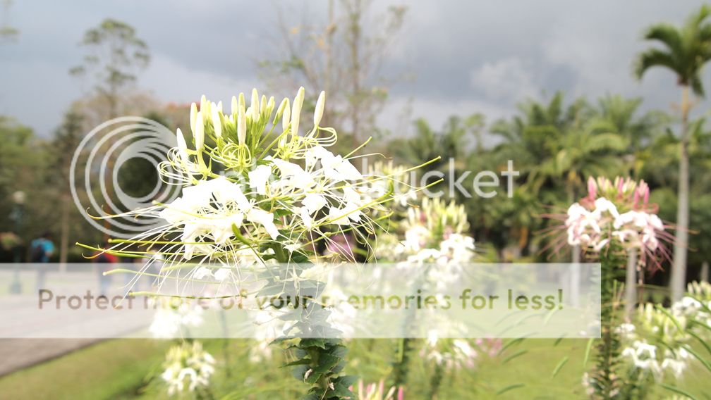 Flowers Flowers