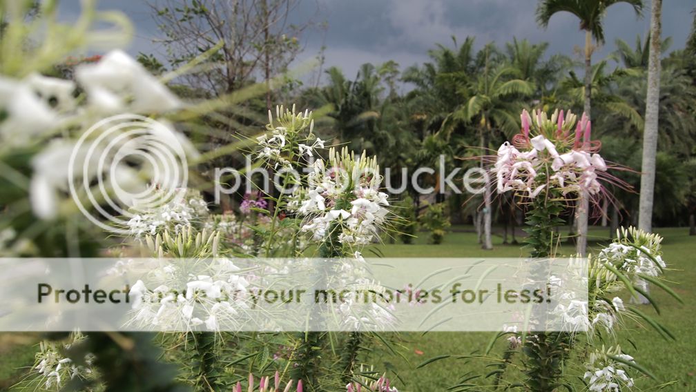 Flowers Flowers