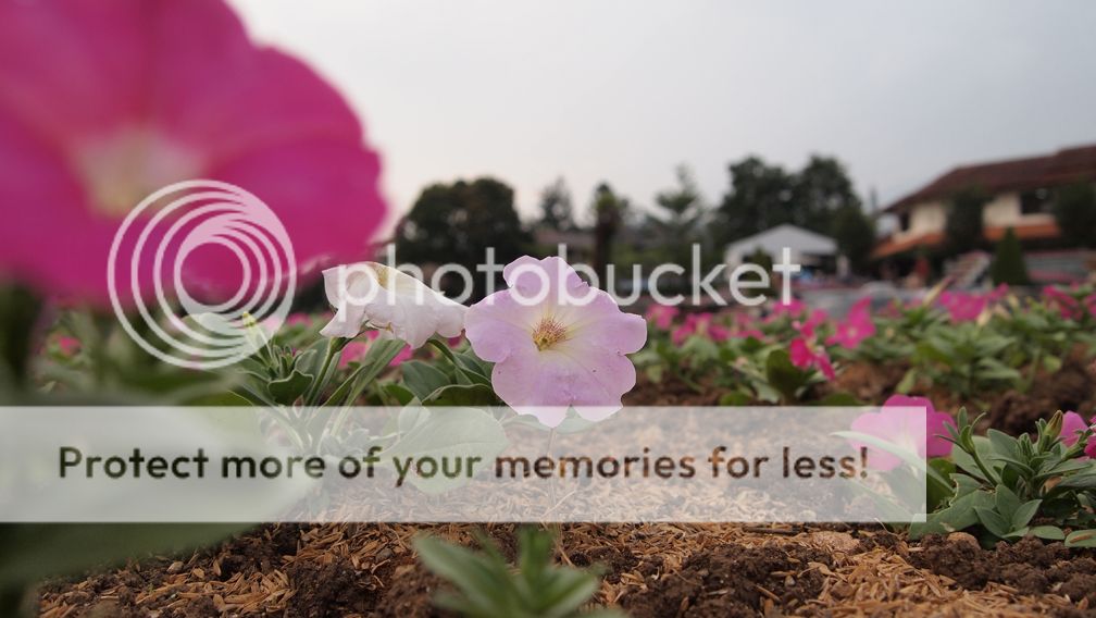 Flowers Flowers
