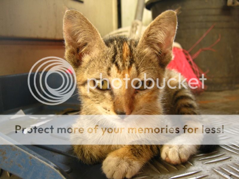 Bored cat at Busway station Bored cat at Busway station