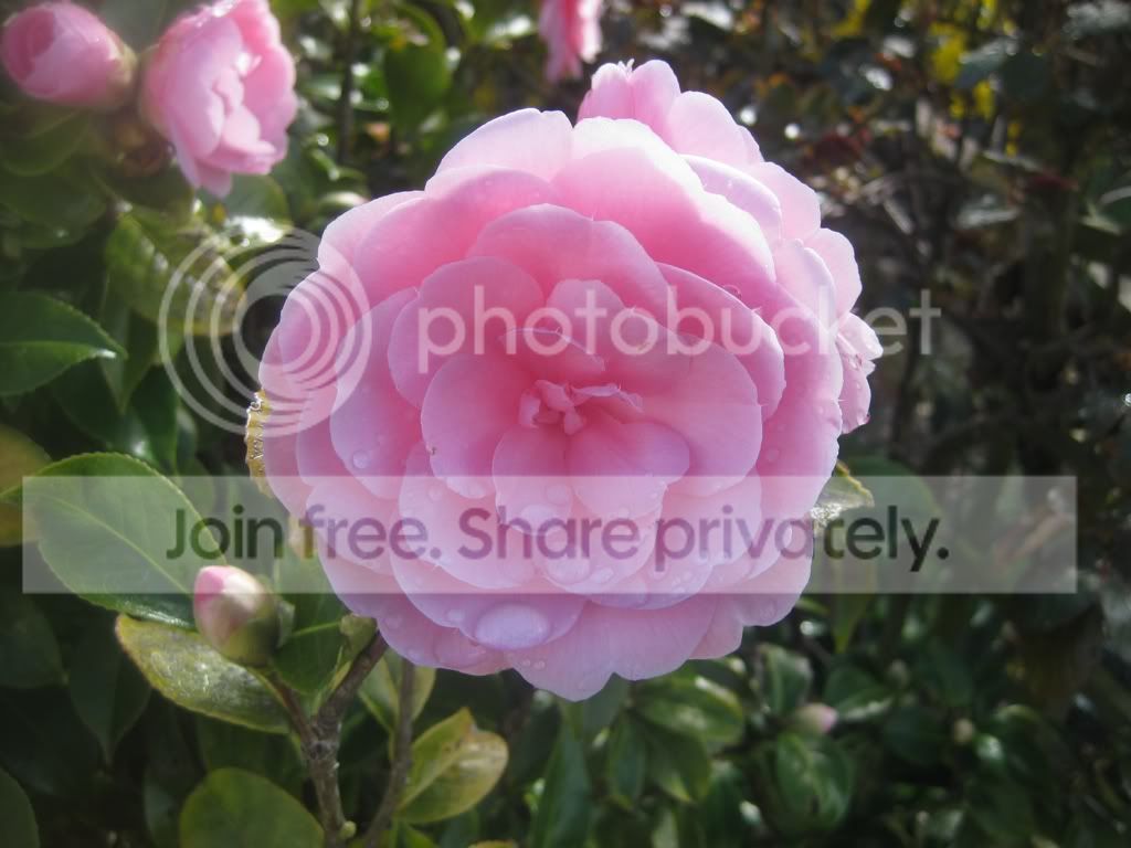 Spring Pictures, Images and Photos