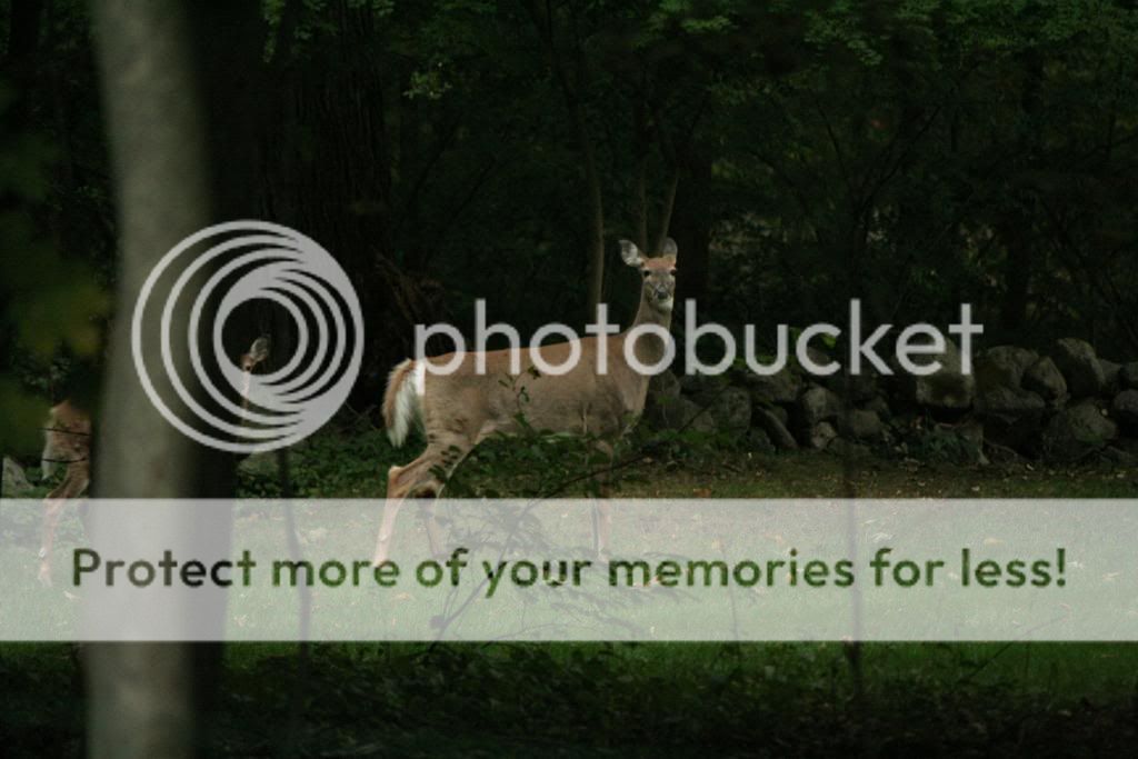 IMAGE: http://i362.photobucket.com/albums/oo68/wintergreen17/014.jpg