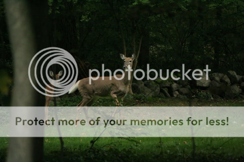 IMAGE: http://i362.photobucket.com/albums/oo68/wintergreen17/016.jpg