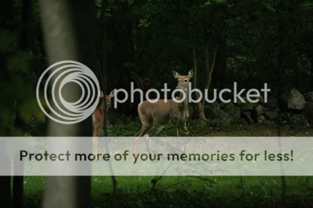 IMAGE: http://i362.photobucket.com/albums/oo68/wintergreen17/017.jpg