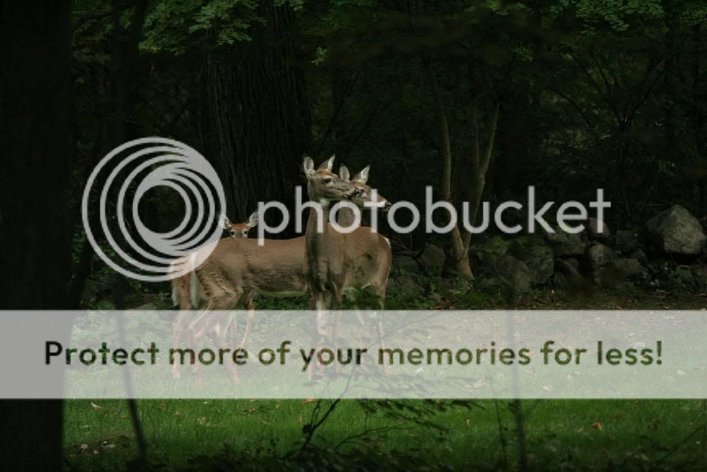 IMAGE: http://i362.photobucket.com/albums/oo68/wintergreen17/022.jpg