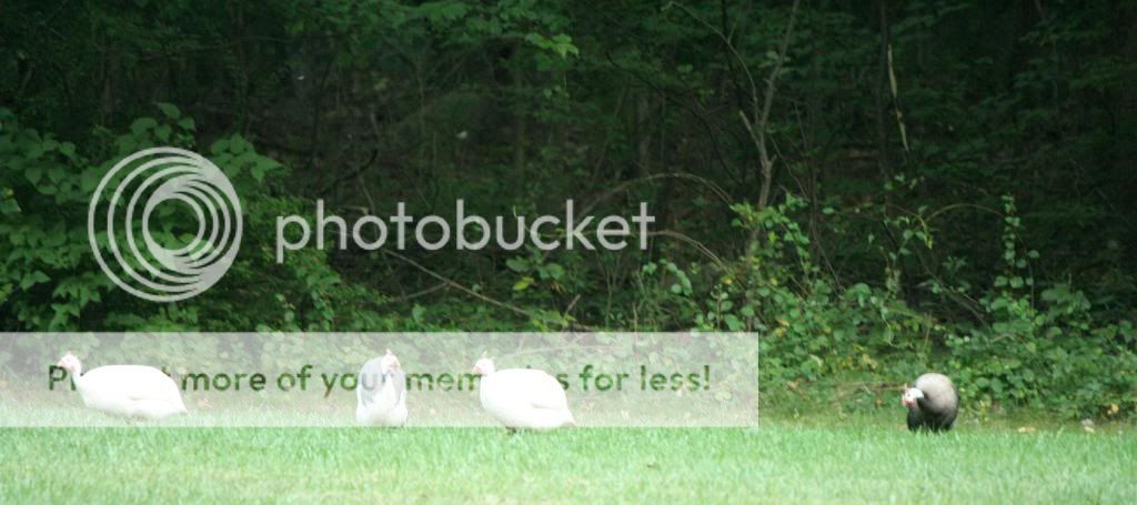 IMAGE: http://i362.photobucket.com/albums/oo68/wintergreen17/080.jpg