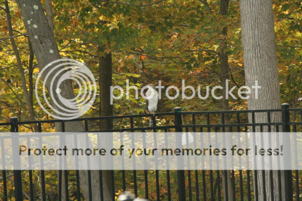 IMAGE: http://i362.photobucket.com/albums/oo68/wintergreen17/158.jpg