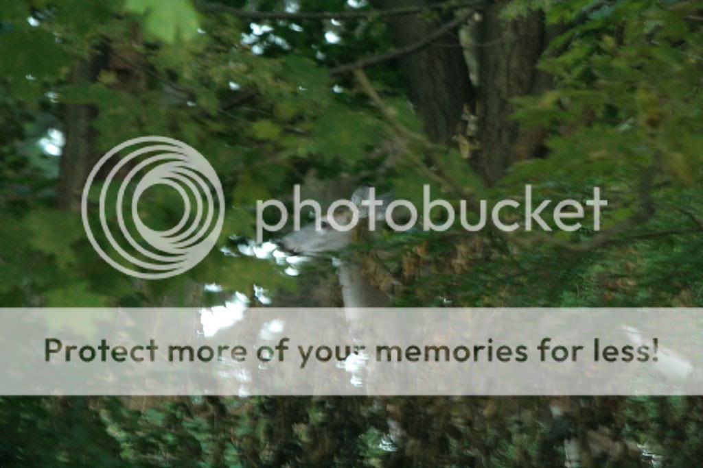 IMAGE: http://i362.photobucket.com/albums/oo68/wintergreen17/169.jpg