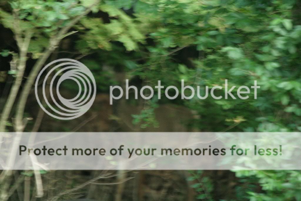 IMAGE: http://i362.photobucket.com/albums/oo68/wintergreen17/181-1.jpg