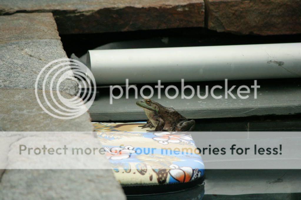 IMAGE: http://i362.photobucket.com/albums/oo68/wintergreen17/220.jpg