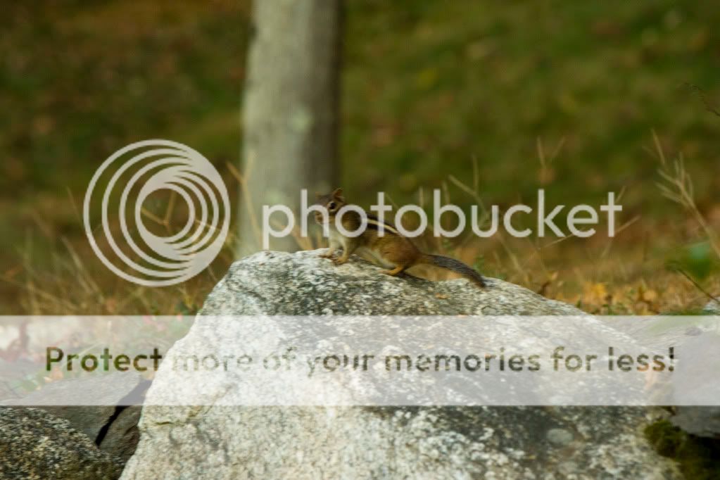 IMAGE: http://i362.photobucket.com/albums/oo68/wintergreen17/IMG_6375.jpg