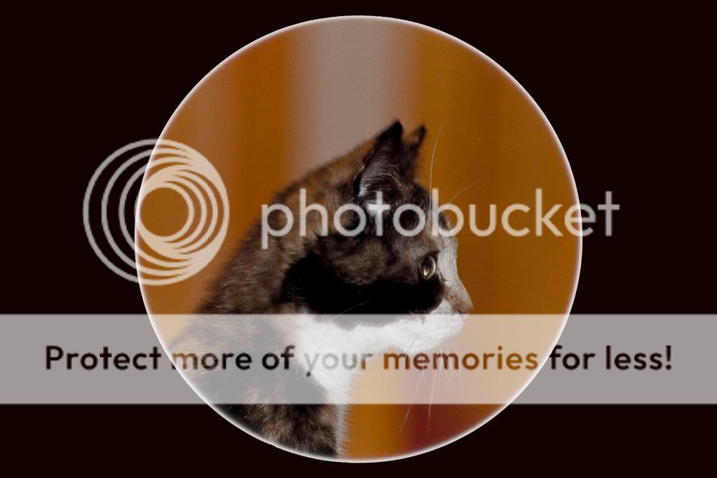 IMAGE: http://i362.photobucket.com/albums/oo68/wintergreen17/IMG_7106.jpg