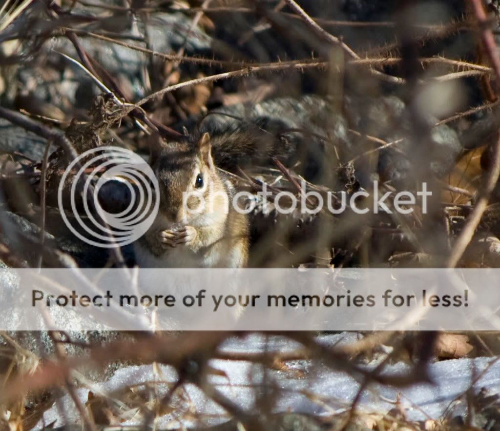 IMAGE: http://i362.photobucket.com/albums/oo68/wintergreen17/IMG_8810.jpg