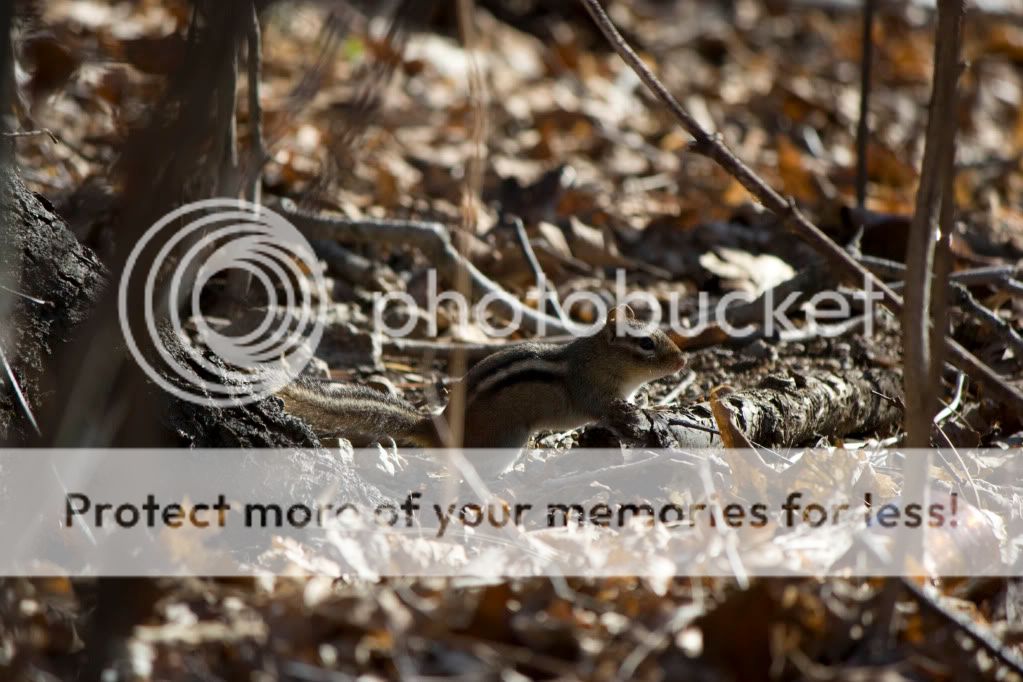 IMAGE: http://i362.photobucket.com/albums/oo68/wintergreen17/IMG_8823.jpg