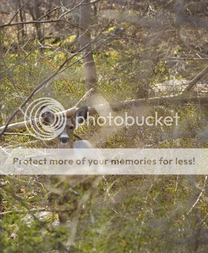 IMAGE: http://i362.photobucket.com/albums/oo68/wintergreen17/IMG_9766.jpg