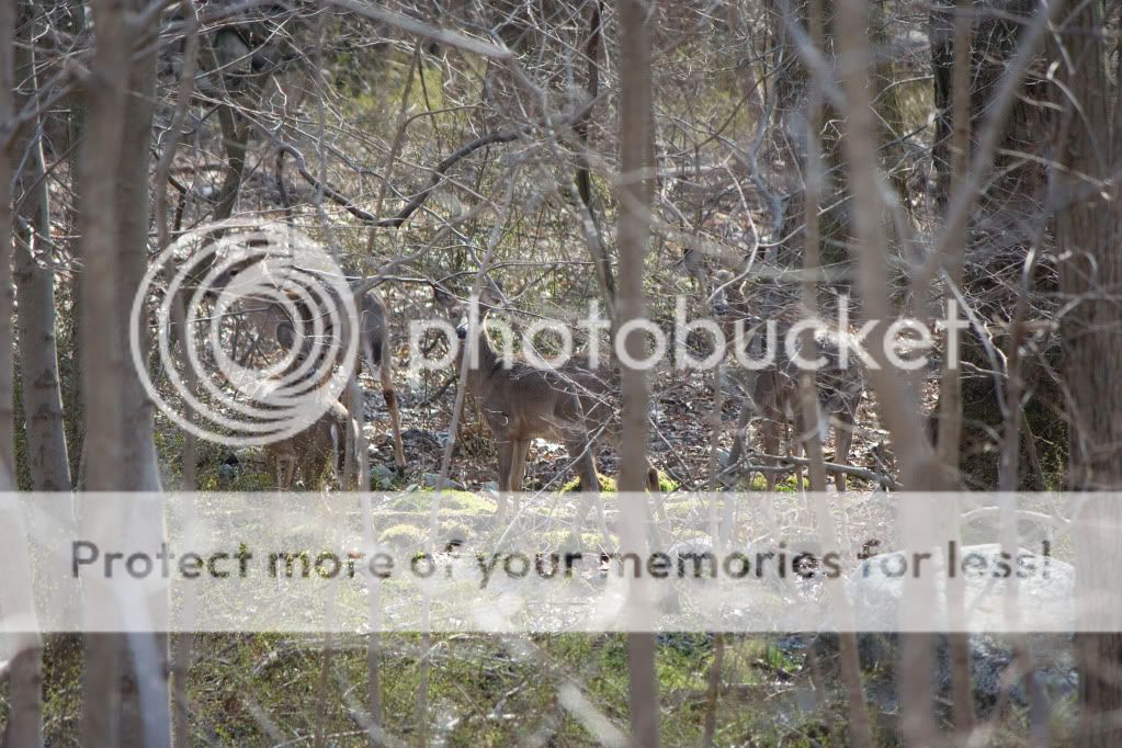 IMAGE: http://i362.photobucket.com/albums/oo68/wintergreen17/IMG_9800.jpg