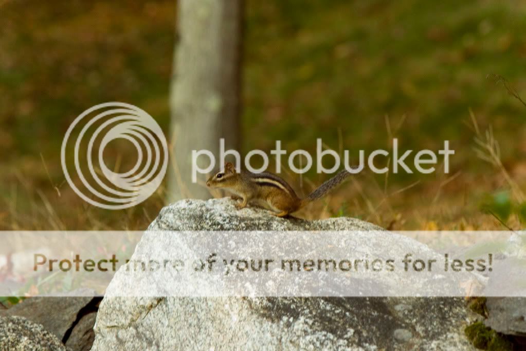 IMAGE: http://i362.photobucket.com/albums/oo68/wintergreen17/chimpmunk.jpg