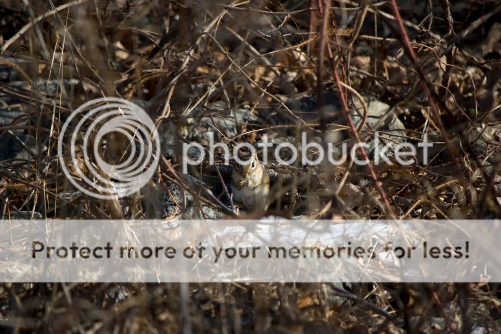 IMAGE: http://i362.photobucket.com/albums/oo68/wintergreen17/chip.jpg