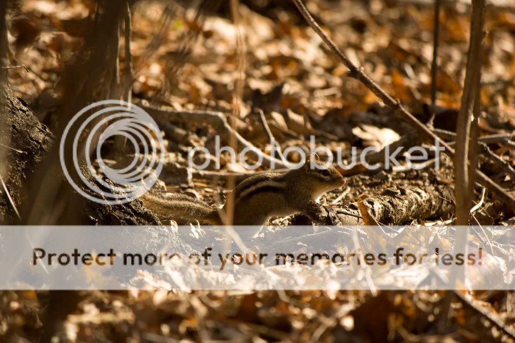 IMAGE: http://i362.photobucket.com/albums/oo68/wintergreen17/d.jpg