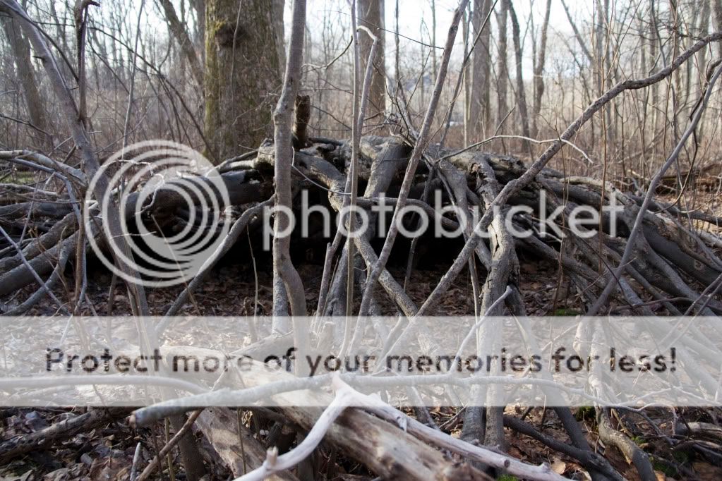 IMAGE: http://i362.photobucket.com/albums/oo68/wintergreen17/den.jpg