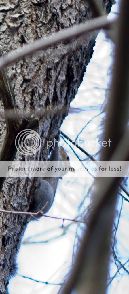 IMAGE: http://i362.photobucket.com/albums/oo68/wintergreen17/photobuxketcopy.jpg