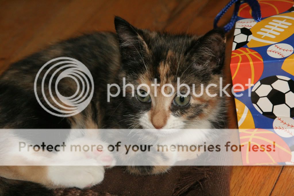 IMAGE: http://i362.photobucket.com/albums/oo68/wintergreen17/pumkin.jpg