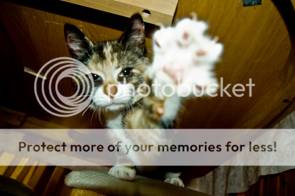 IMAGE: http://i362.photobucket.com/albums/oo68/wintergreen17/pumkinnnncopy.jpg