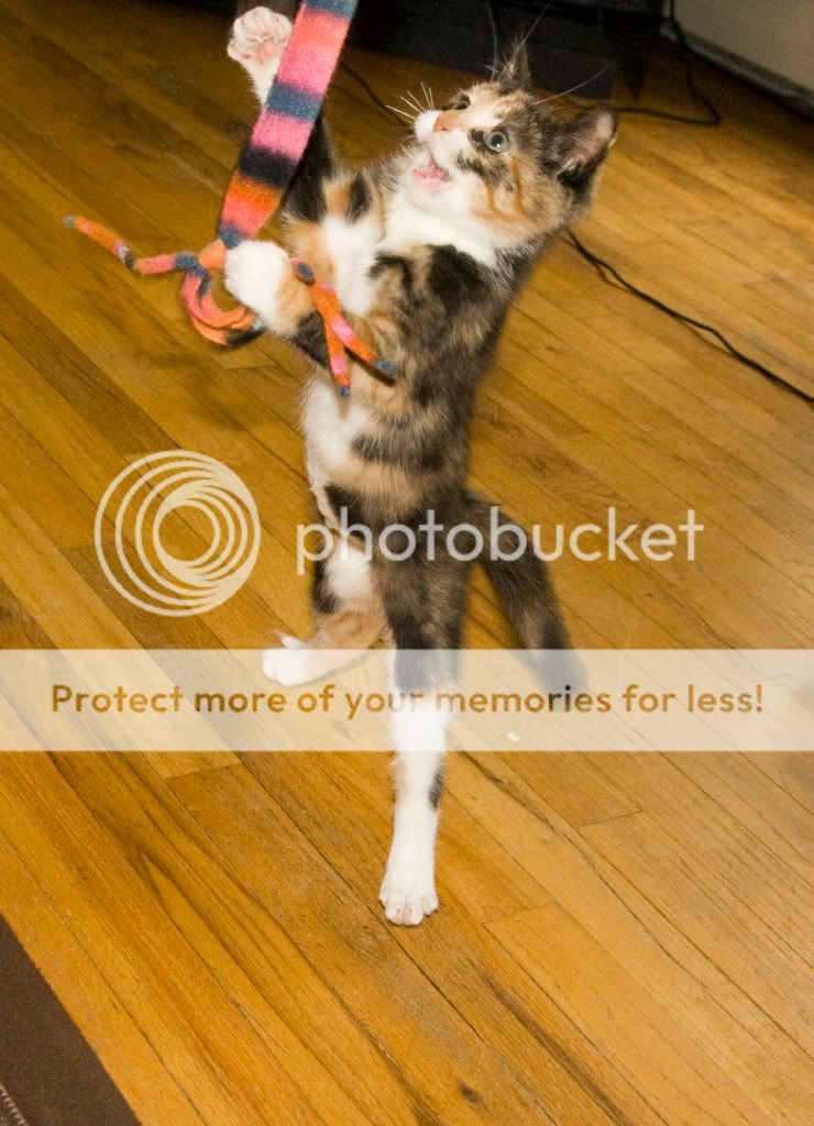 IMAGE: http://i362.photobucket.com/albums/oo68/wintergreen17/pumpkin.jpg