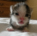 rawr Pictures, Images and Photos