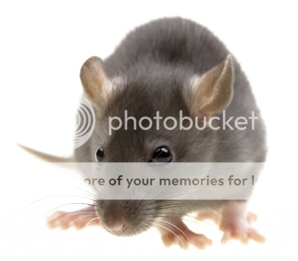 Chịu hết nỗi rồi, ai biết chỗ nào bán thuốc chuột không? - 6