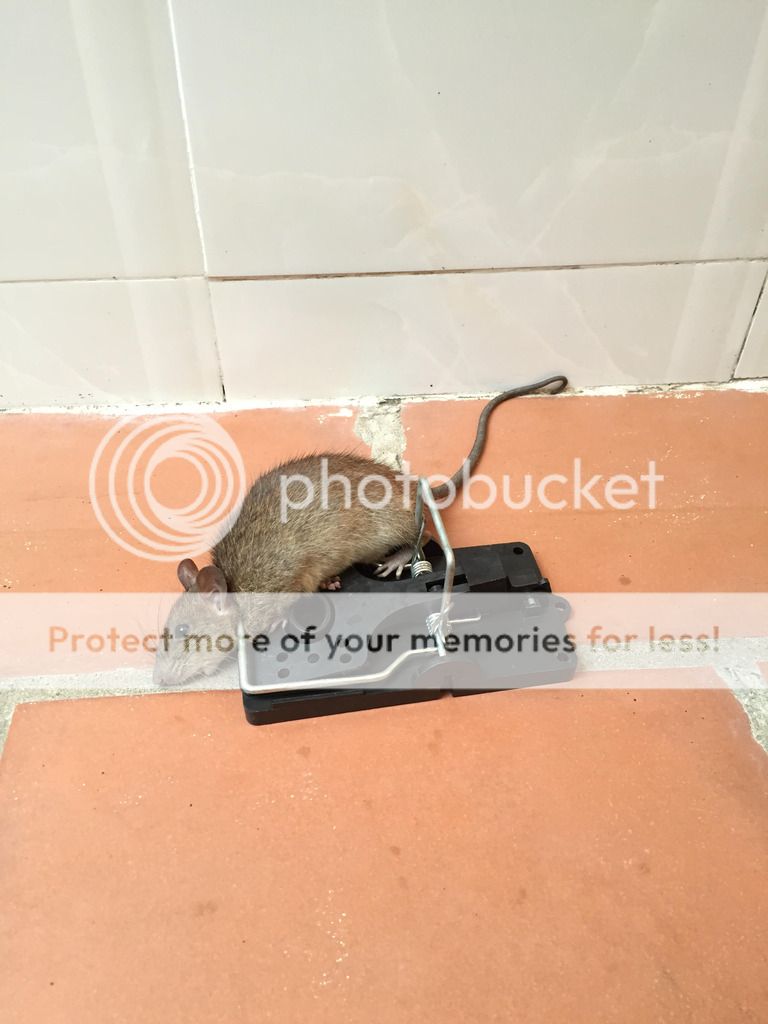 Bẫy bắt chuột ( An toàn, dễ sử dụng....)